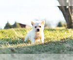 Small West Highland White Terrier