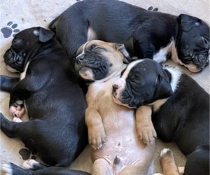 Boxer Litter for sale in ASHER, OK, USA