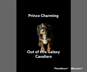 Cavalier King Charles Spaniel Litter for sale in SAN ANTONIO, TX, USA