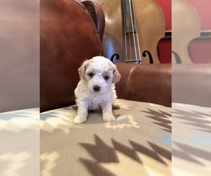 Poodle (Toy) Litter for sale in SHIRLEY, AR, USA