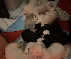 Boxer Litter for sale in HORSE SHOE, NC, USA