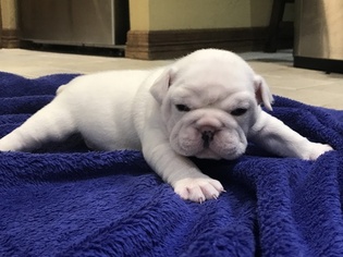 English Bulldogge Litter for sale in FLOWER MOUND, TX, USA