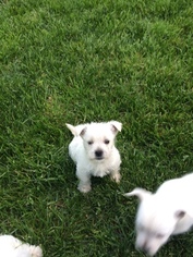 West Highland White Terrier Litter for sale in CEDAR FALLS, IA, USA