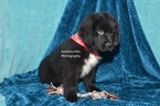 Small Photo #1 Newfoundland Puppy For Sale in MILLERSBURG, IN, USA