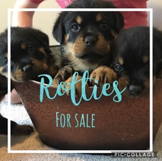 Rottweiler Litter for sale in IRMO, SC, USA