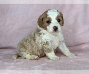 Bernedoodle (Miniature) Litter for sale in HAGERSTOWN, IN, USA