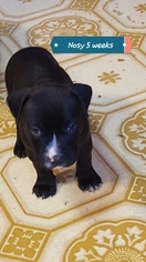 American Pit Bull Terrier Litter for sale in COAL TOWNSHIP, PA, USA