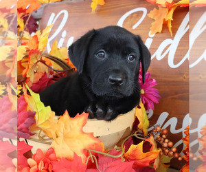 Labrador Retriever Litter for sale in MOUNT AIRY, NC, USA