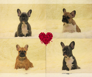 French Bulldog Litter for sale in BITTER LAKE, WA, USA
