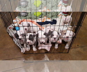 American Bully Litter for sale in DICKSON, TN, USA
