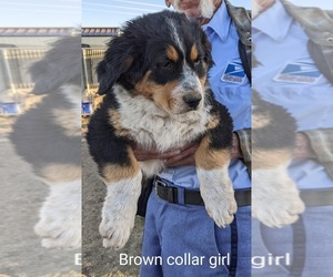 Great Bernese Litter for sale in MONTROSE, CO, USA