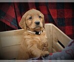 Small Photo #1 Golden Retriever Puppy For Sale in LUBLIN, WI, USA