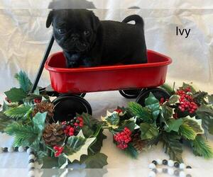 Pug Litter for sale in BRIDGEWATER, VA, USA
