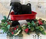 Small Photo #1 Pug Puppy For Sale in BRIDGEWATER, VA, USA