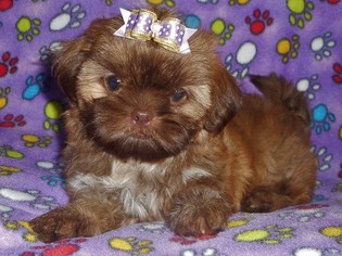 Shih Tzu Litter for sale in WEST CHICAGO, IL, USA
