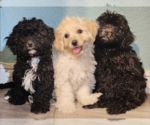 Cavachon-Poodle (Toy) Mix Litter for sale in BLUE MOUND, TX, USA