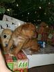 Small Photo #1 Dogue de Bordeaux Puppy For Sale in DIABLO GRANDE, CA, USA