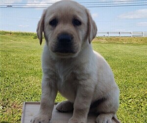Labrador Retriever Litter for sale in MYERSTOWN, PA, USA
