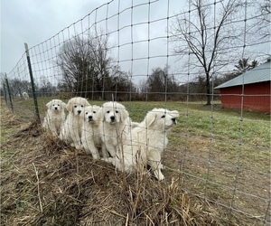 Great Pyrenees Litter for sale in JAMESTOWN, TN, USA