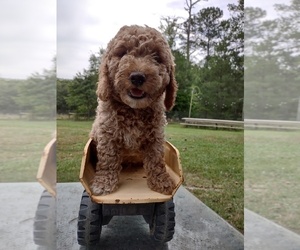Goldendoodle (Miniature) Litter for sale in PAULINE, SC, USA