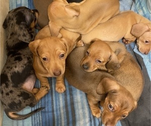 Dachshund Litter for sale in EASLEY, SC, USA