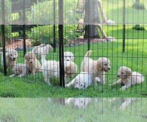 Goldendoodle Litter for sale in EAU CLAIRE, WI, USA