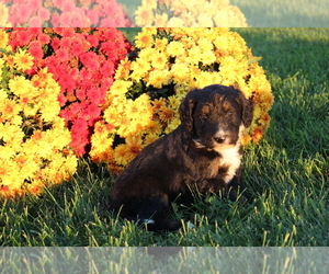 Bernedoodle Litter for sale in EVART, MI, USA