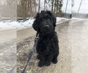 Goldendoodle Litter for sale in CHEWELAH, WA, USA