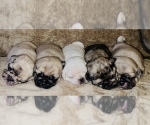 Pug Litter for sale in BROWNDALE, PA, USA