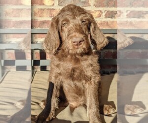 Labradoodle Litter for sale in JOPLIN, MO, USA