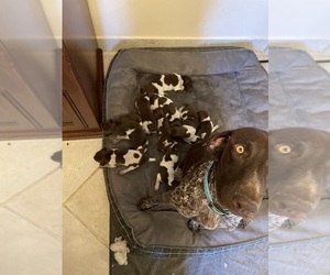 German Shorthaired Pointer Litter for sale in RIVERSIDE, CA, USA