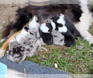 Collie Litter for sale in BELLE FOURCHE, SD, USA