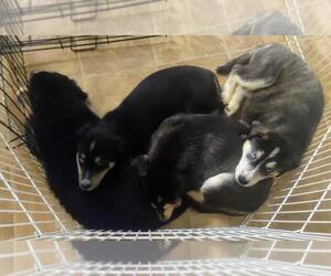 Goberian Litter for sale in TRIMBLE, MO, USA