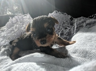 Yorkshire Terrier Litter for sale in KISSIMMEE, FL, USA