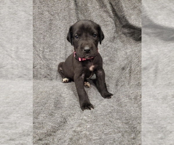 Medium Photo #1 Great Dane Puppy For Sale in NEW BRAUNFELS, TX, USA