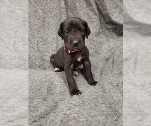 Great Dane Litter for sale in NEW BRAUNFELS, TX, USA