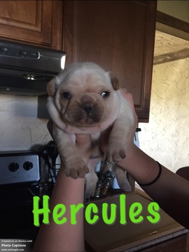 Medium Photo #1 French Bulldog Puppy For Sale in KAUFMAN, TX, USA