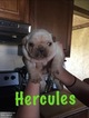 Small Photo #1 French Bulldog Puppy For Sale in KAUFMAN, TX, USA