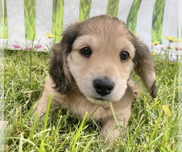 Medium Photo #1 Dachshund Puppy For Sale in SAVANNAH, TX, USA