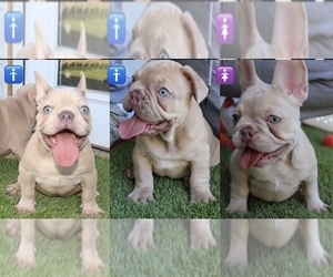 French Bulldog Litter for sale in PANORAMA CITY, CA, USA