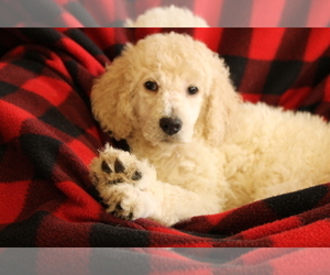 Poodle (Standard) Litter for sale in KANSAS CITY, MO, USA