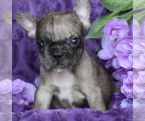 French Bulldog Litter for sale in JERSEY CITY, NJ, USA