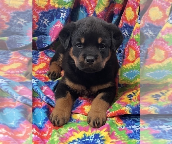 Medium Photo #1 Rottweiler Puppy For Sale in REMER, MN, USA