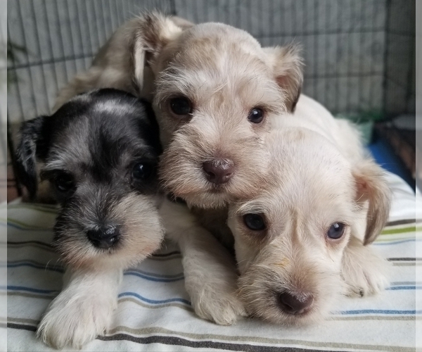 Medium Photo #1 Schnauzer (Miniature) Puppy For Sale in CANBY, OR, USA