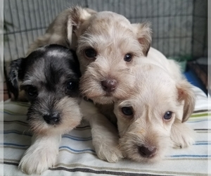Schnauzer (Miniature) Litter for sale in CANBY, OR, USA