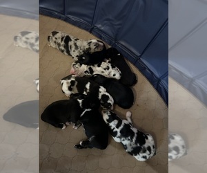 Miniature Australian Shepherd Litter for sale in GRAPE CREEK, TX, USA