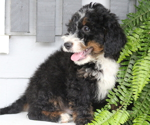 Bernedoodle Litter for sale in HUNTINGTON, MA, USA