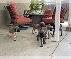 Mastiff Litter for sale in JURUPA VALLEY, CA, USA