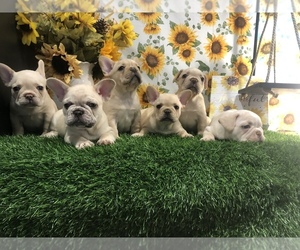 French Bulldog Litter for sale in SPRINGFIELD, IL, USA