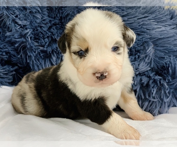 Medium Photo #1 Australian Shepherd Puppy For Sale in GEORGETOWN, TX, USA
